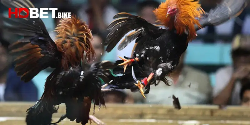 Điểm thú vị của đá gà Thomo