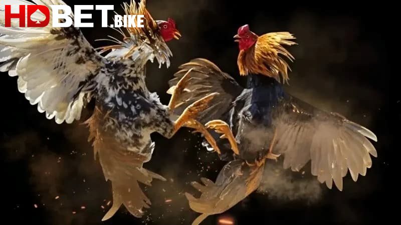 Những lưu ý khi theo dõi và cược đá gà Thomo trực tiếp
