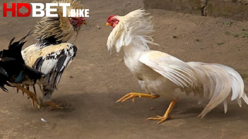 Khái quát về đá gà Thomo trực tiếp