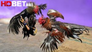 Giới thiệu về đá gà trực tiếp