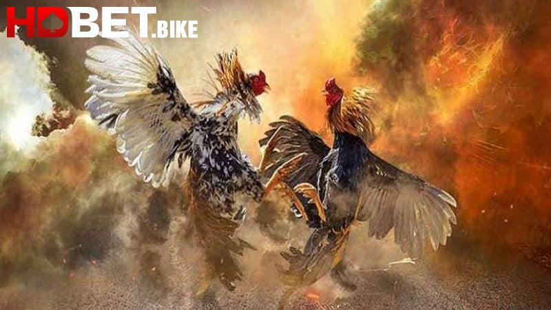 Ưu điểm khi tham gia đá gà trực tiếp trên HDBET